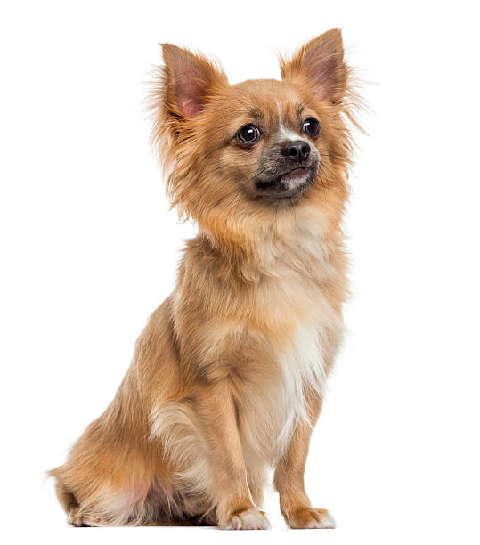 istock Chihuahua sitting, isolated on white 174329629