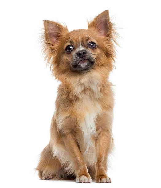 istock Chihuahua sitting, isolated on white 174329631