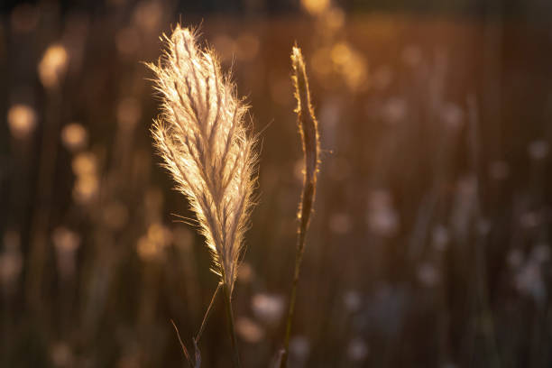 istock Grass texture abstract patterns, Exploring the Essence of Abstracted Grassland 1743296528