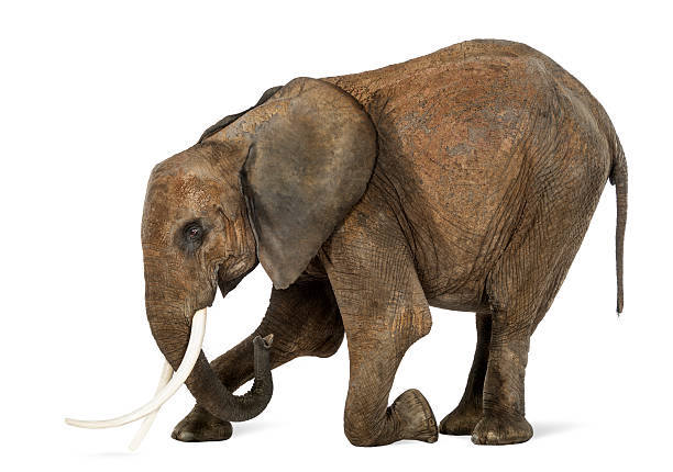 istock African Elephant kneeling, isolated on white 174329668