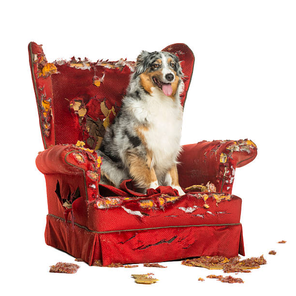 istock Australian Shepherd sitting on a detroyed armchair 174330319