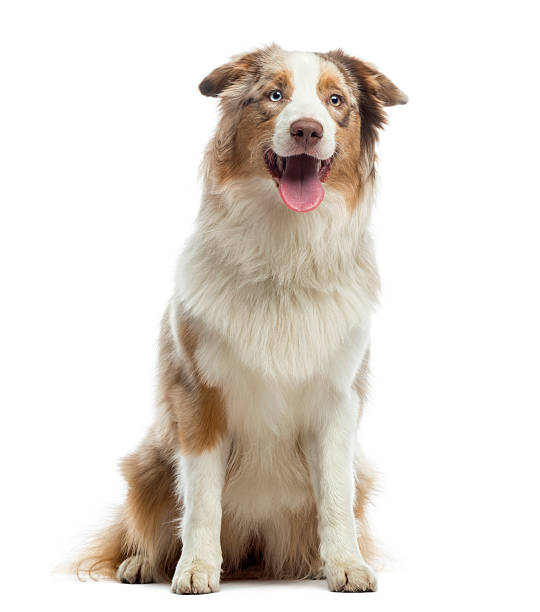 istock Australian Shepherd puppy, sitting and panting, 10 months old 174330350