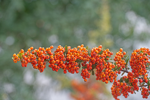 Pyracantha Firethorn orange fruits with green leaves.