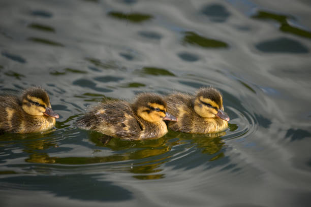 Three ducklings swimming in the lake.
