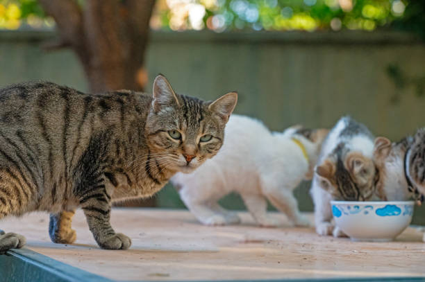 a mother cat watches over her kittens eating food. - kitten newborn animal domestic cat feline imagens e fotografias de stock