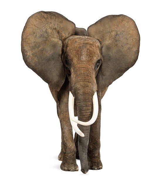 istock African elephant standing, ears up, isolated on white 174331817