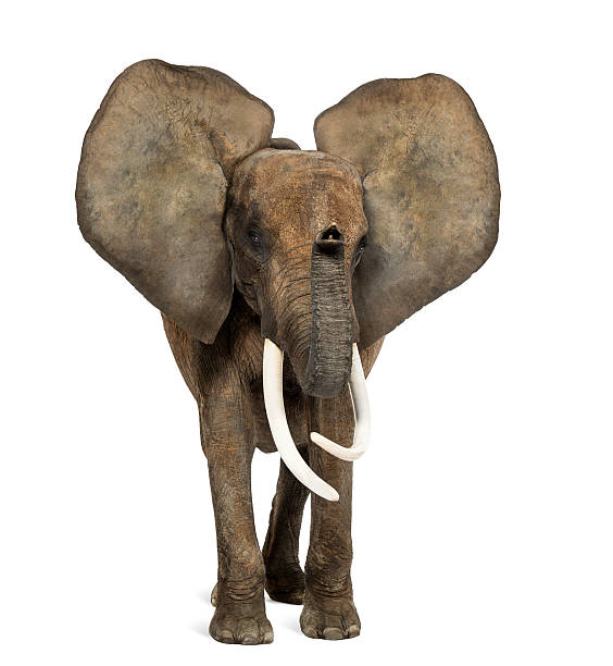 istock African elephant standing, ears up, isolated on white 174331820