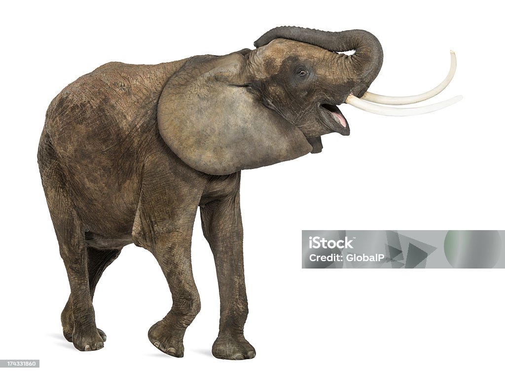 Elefante africano trumpeting, felice, isolato su bianco - Foto stock royalty-free di Elefante