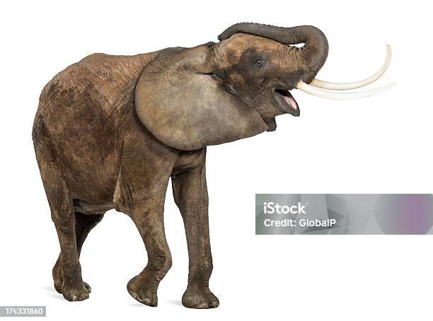 Elefante Africano Trumpeting Felice Isolato Su Bianco - Fotografie stock e altre immagini di Elefante