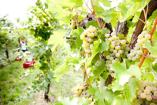 White grape detail on vine.