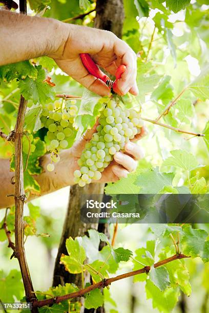 Tomates Uva Branca - Fotografias de stock e mais imagens de Segurar - Segurar, Uva Branca, Agricultura