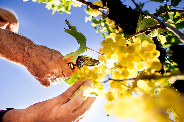 récolter le raisin - sunlit grapes photos et images de collection