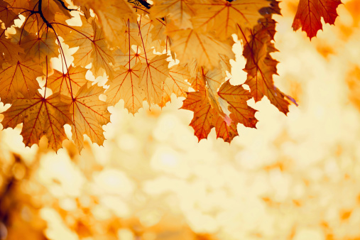 Vivid autumn colors created by nature on maple leaves.