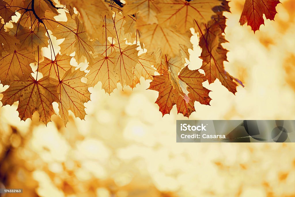 Fall Vivid autumn colors created by nature on maple leaves. Autumn Stock Photo