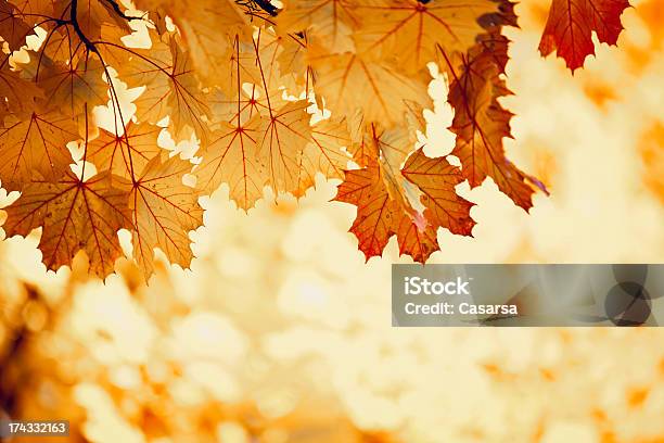 Fall Stock Photo - Download Image Now - Autumn, Beauty In Nature, Bright