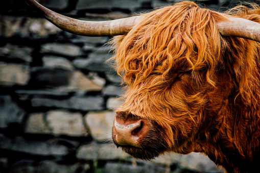 Close up of horned, wooly, highland cows heads in front of stone wall