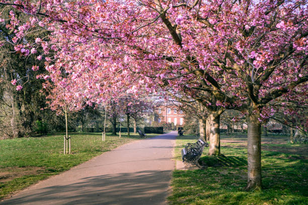 allee der blühenden kirschblüte im greenwich park mit dem rangers house im hintergrund - wide - boulevard mansion road grounds stock-fotos und bilder