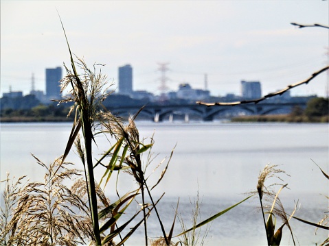 Teganuma Lake, Kashiwa city, Chiba prefecture.