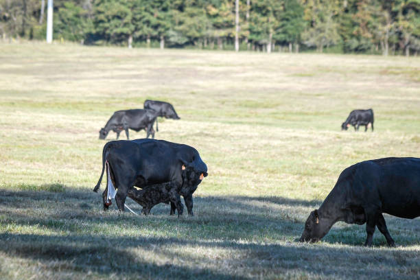 istock Heifer with newborn calf nursing with other cattle 1743349869