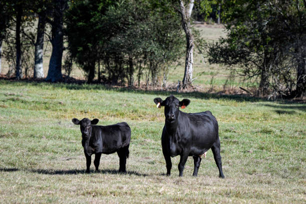 istock Angus crossbred cow-calf pair looking at camera 1743351515