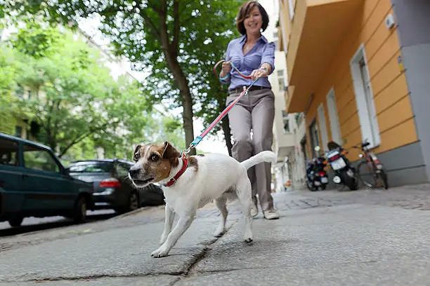 Photo of Woman Walking Dog on a City Street