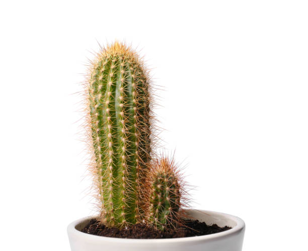 istock Beautiful green cacti in pot isolated on white 1743367024