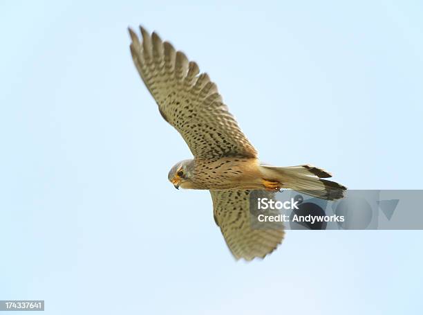 Flying Gemeinsamen Turmfalke Stockfoto und mehr Bilder von Bewegung - Bewegung, Bewegungsunschärfe, Blau