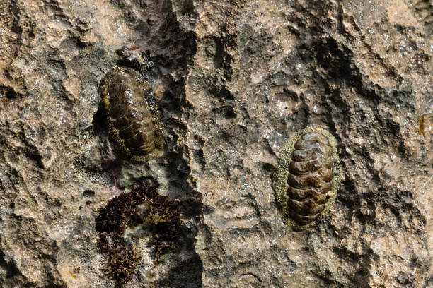 istock Trilobite fossils embedded in seashore rock. 1743376865