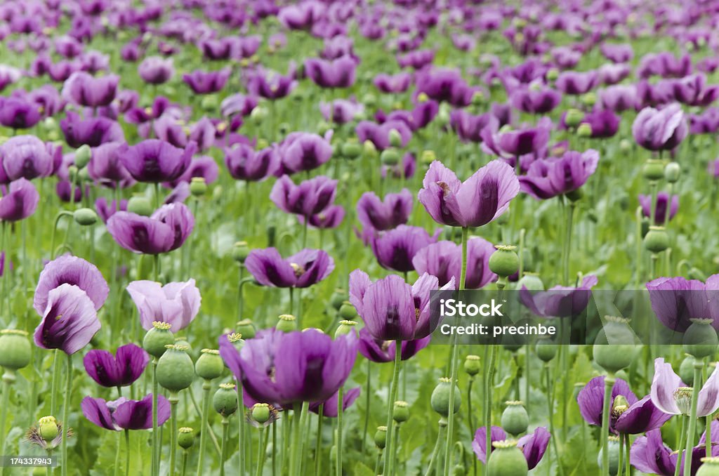 Violet fleur de pavot - Photo de Champ libre de droits