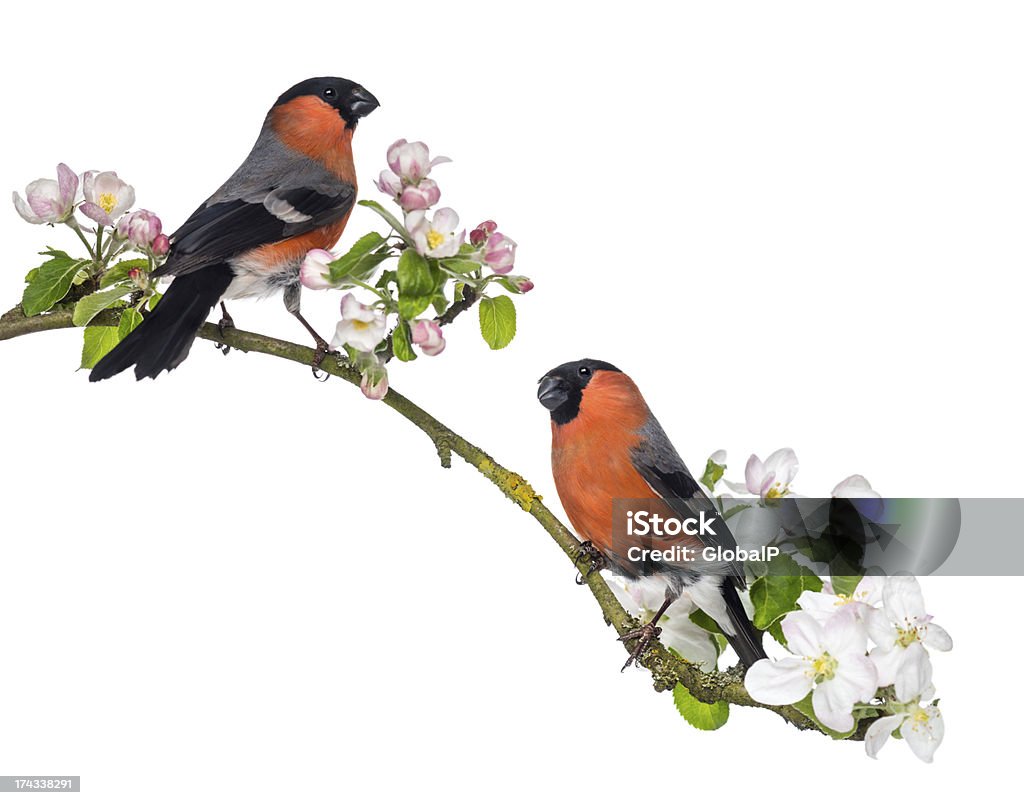 Bullfinches ubicada en una rama blossoming, aislado - Foto de stock de Amistad libre de derechos