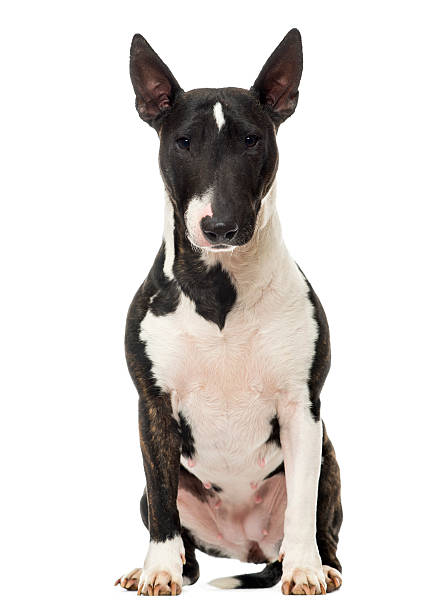 istock Bull Terrier Miniature sitting, isolated on white 174338303