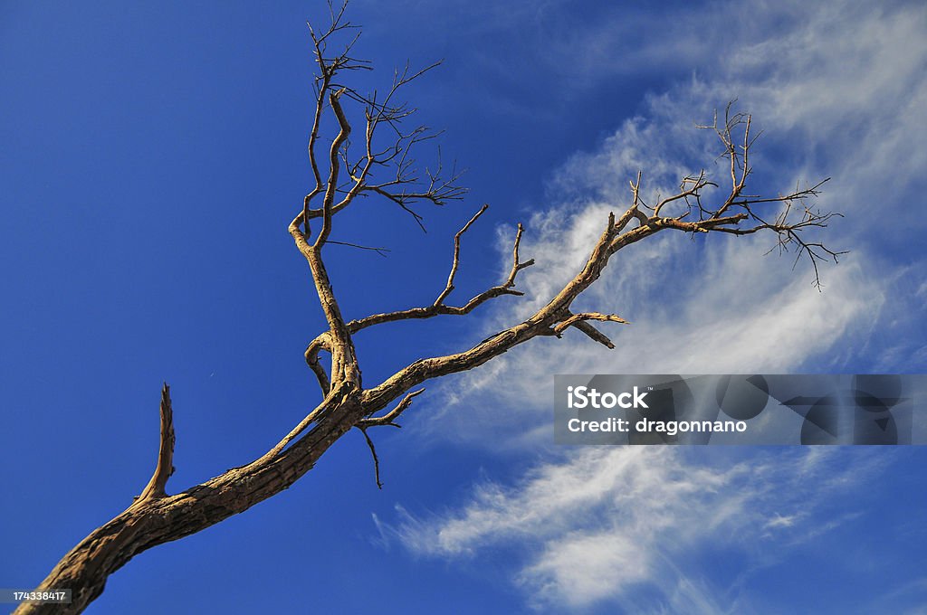 Branches contre le ciel. - Photo de Arbre libre de droits