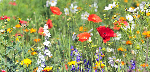 istock summer flowers on filed 174338560