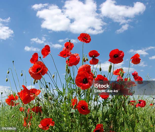 レッド Poppies - ケシのストックフォトや画像を多数ご用意 - ケシ, 人物なし, 写真