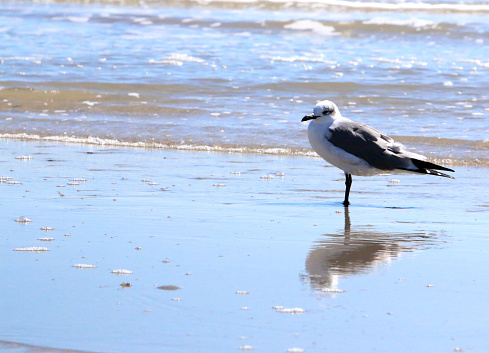 a seagull standing in the water on the beach with it's reflection showing in the water