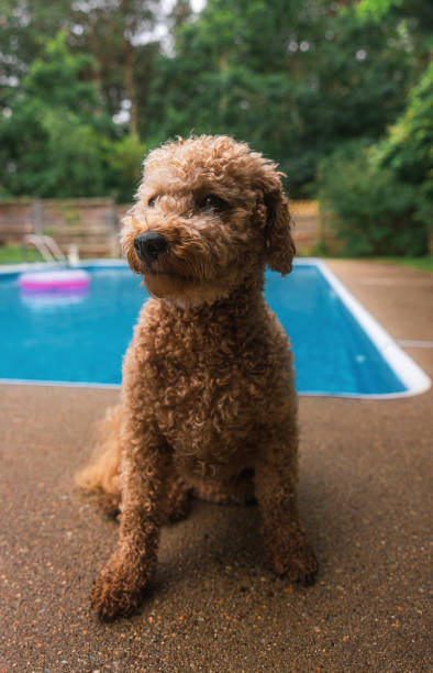 istock Labradoodle puppy at the pool 1743395486