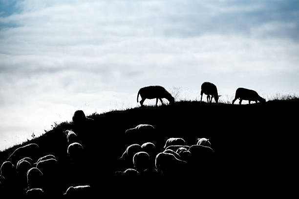 istock Flock of sheep grazing on hill 174339811