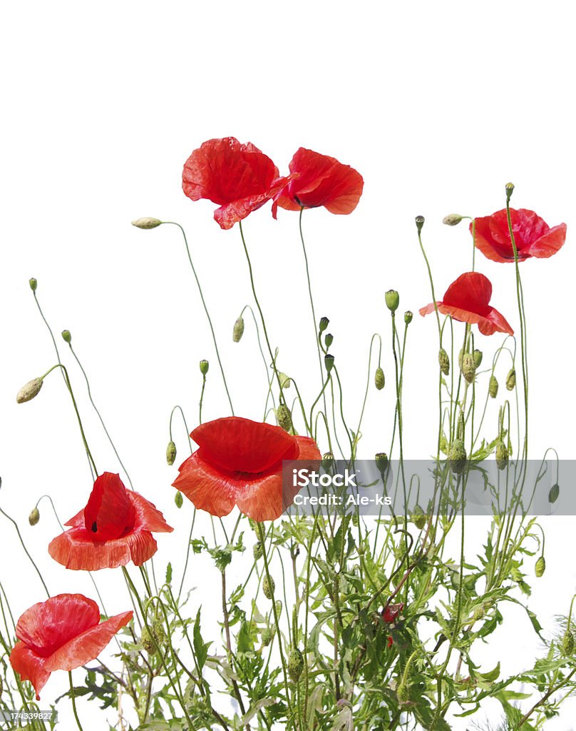 red poppies - Lizenzfrei Baumblüte Stock-Foto