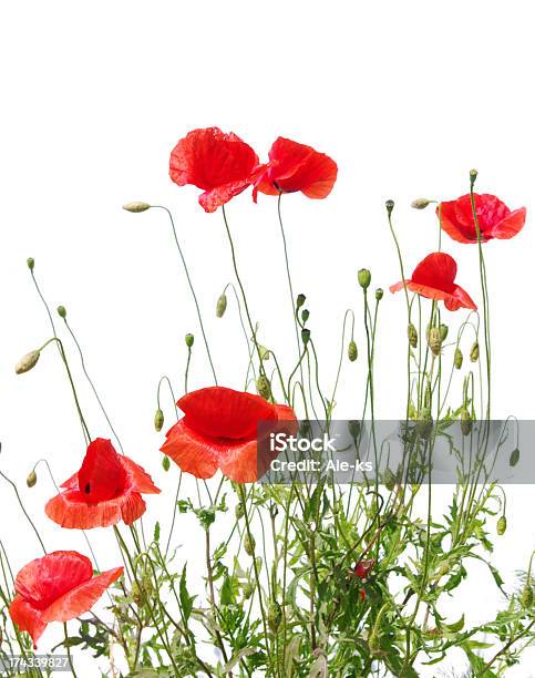 Red Poppies Stockfoto und mehr Bilder von Baumblüte - Baumblüte, Blume, Feld