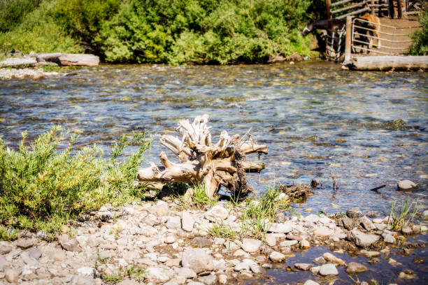 Driftwood in a Stream