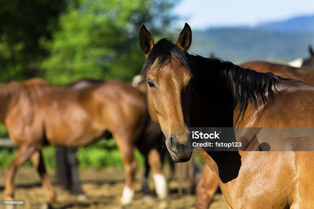 Animales: Hermosos caballos en corral. Una mirando a la cámara. - Foto de stock de Agricultura libre de derechos
