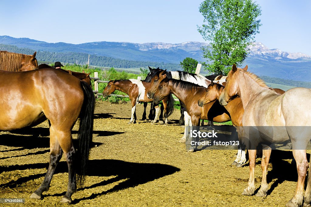 Животные: Красивые лошадей в Загон. Скалистые горы фоне. - Стоковые фото Большая группа животных роялти-фри