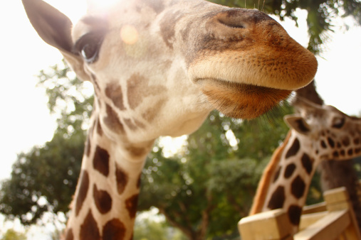 Close-up of two giraffes in the zoo.