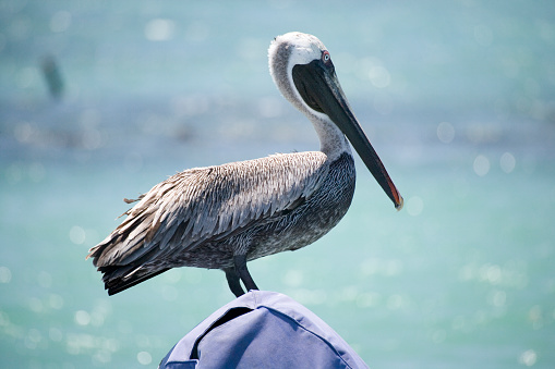 Pelican standing on a fisher boat during the sunset in the bay of Mancora. Peru