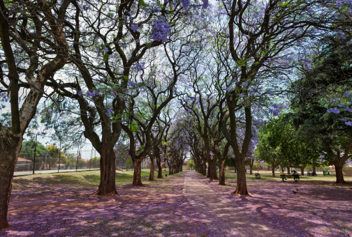 Jacaranda trees in the park, in Turfontein, Johannesburg