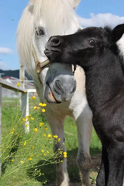 Icelandic horse mare and her foal