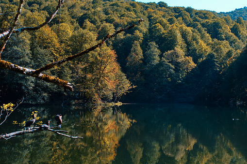 Bolu, Turkey - October 16 2023: Autumn forest landscape reflection on the water in seven lakes, Yedigoller National Park