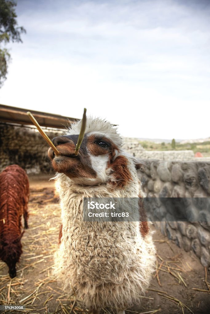 Lama głowy, zbliżenie - Zbiór zdjęć royalty-free (Bez ludzi)