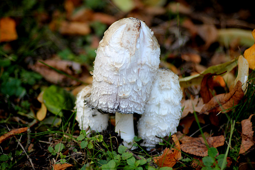 Coprinus - genus of fungi mushrooms