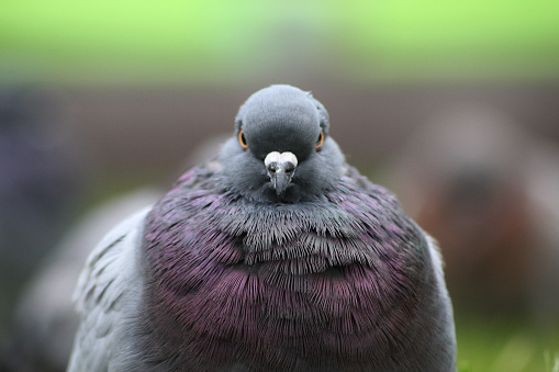 A pigeon starring at you